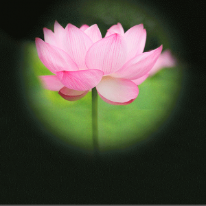 Janssen Clinical Trial - LOTUS, animated gif